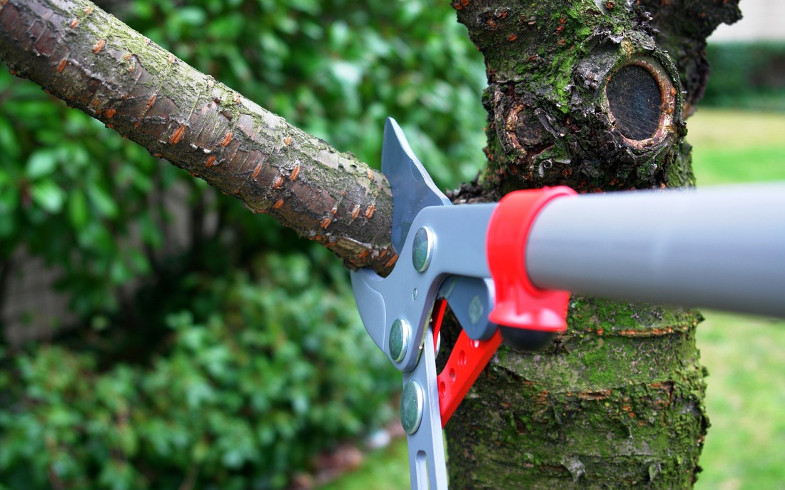 TREE PRUNING