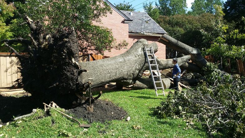 Pembroke Pines - South Florida Tree Trimming and Stump Grinding Services